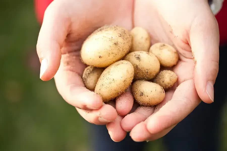 What “organic” means in our catering